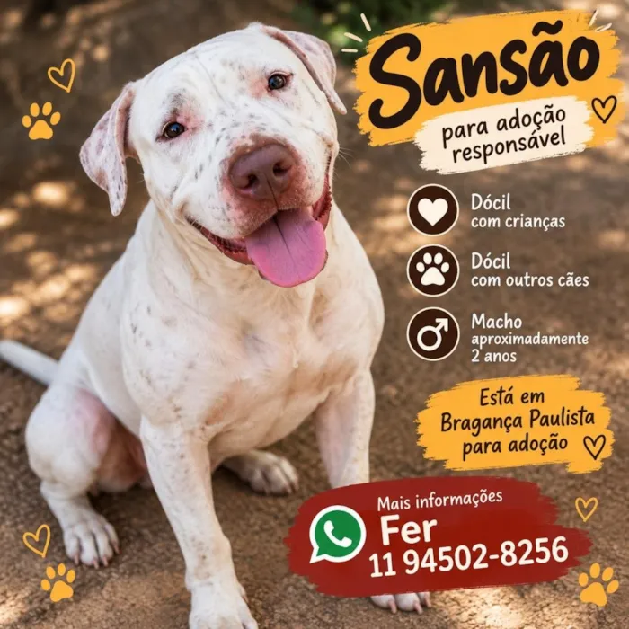 Cachorro raça Pit-Bull idade 2 anos nome Sansão