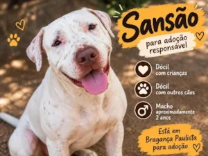 Cachorro raça Pit-Bull idade 2 anos nome Sansão