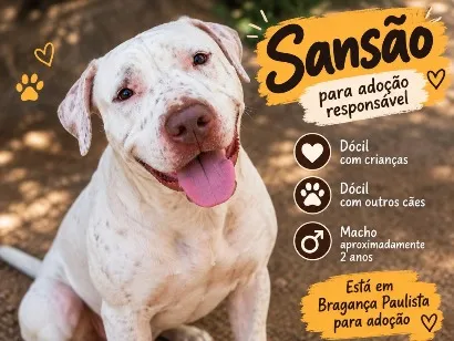 Cachorro raça Pit-Bull idade 2 anos nome Sansão