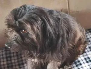 Cachorro raça Shitzu idade 3 anos nome belinha