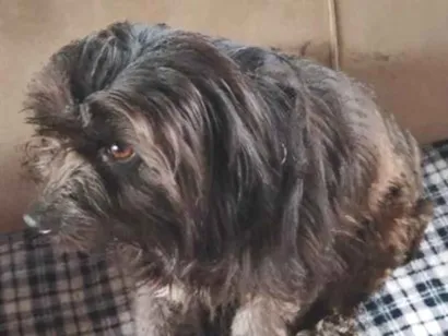 Cachorro raça Shitzu idade 3 anos nome belinha