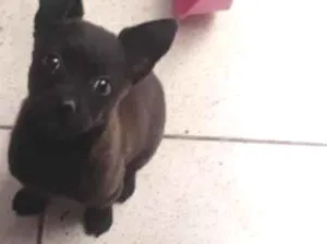 Cachorro raça SRD-ViraLata idade 7 a 11 meses nome Bud