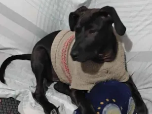 Cachorro raça SRD-ViraLata idade 7 a 11 meses nome Nico