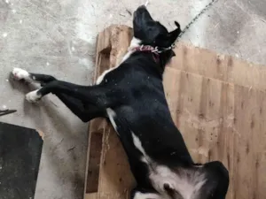 Cachorro raça SRD-ViraLata idade 1 ano nome Atlas