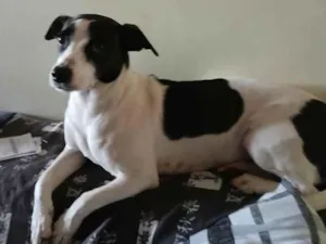 Cachorro raça SRD-ViraLata idade 2 anos nome Joy