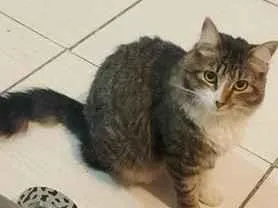 Gato raça SRD-ViraLata idade 2 anos nome Mia