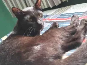 Gato raça SRD-ViraLata idade 7 a 11 meses nome Rabicho