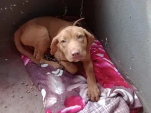 Cachorro raça SRD-ViraLata idade 2 anos nome Lua