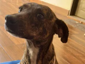 Cachorro raça SRD-ViraLata idade 2 anos nome Lessi
