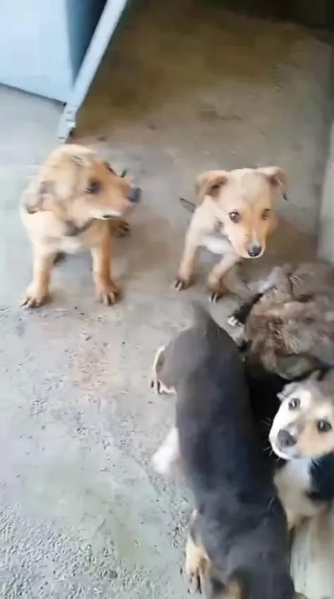 Cachorro raça SRD-ViraLata idade 2 a 6 meses nome Lola e Pumba 