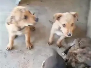 Cachorro raça SRD-ViraLata idade 2 a 6 meses nome Lola e Pumba 