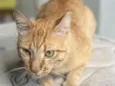 Bartolomeu