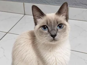 Gato raça SRD-ViraLata idade 1 ano nome Yuki 
