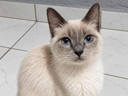 Gato raça SRD-ViraLata idade 1 ano nome Yuki 