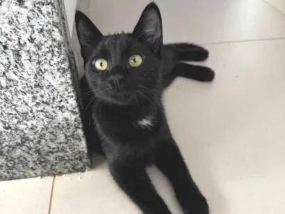 Gato raça SRD-ViraLata idade 1 ano nome Sophia