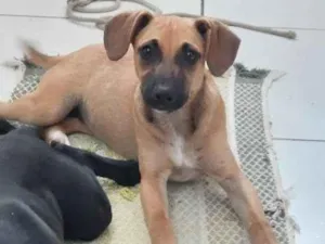 Cachorro raça SRD-ViraLata idade 2 a 6 meses nome Ainda sem Nome