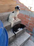 túlipa e pirata 