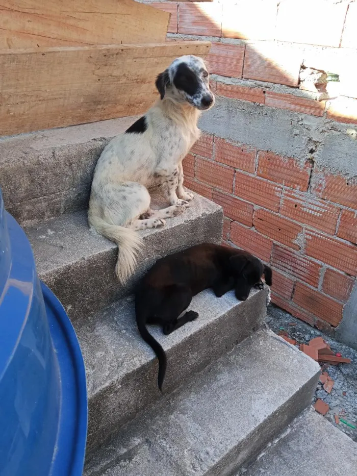 Cachorro raça SRD-ViraLata idade 2 anos nome túlipa e pirata 