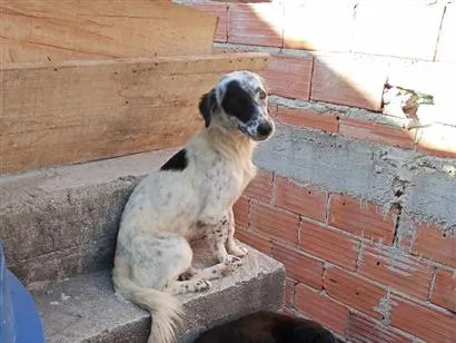 Cachorro raça SRD-ViraLata idade 2 anos nome túlipa e pirata 