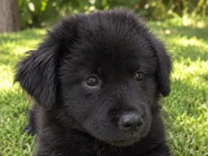 Cachorro raça SRD-ViraLata idade 2 a 6 meses nome Flyn