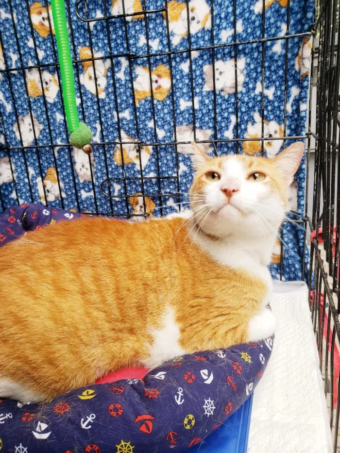 Gato raça SRD-ViraLata idade 4 anos nome Sebastian