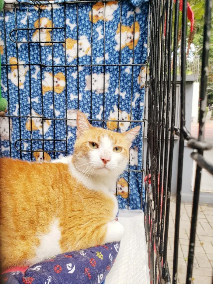 Gato raça SRD-ViraLata idade 4 anos nome Sebastian