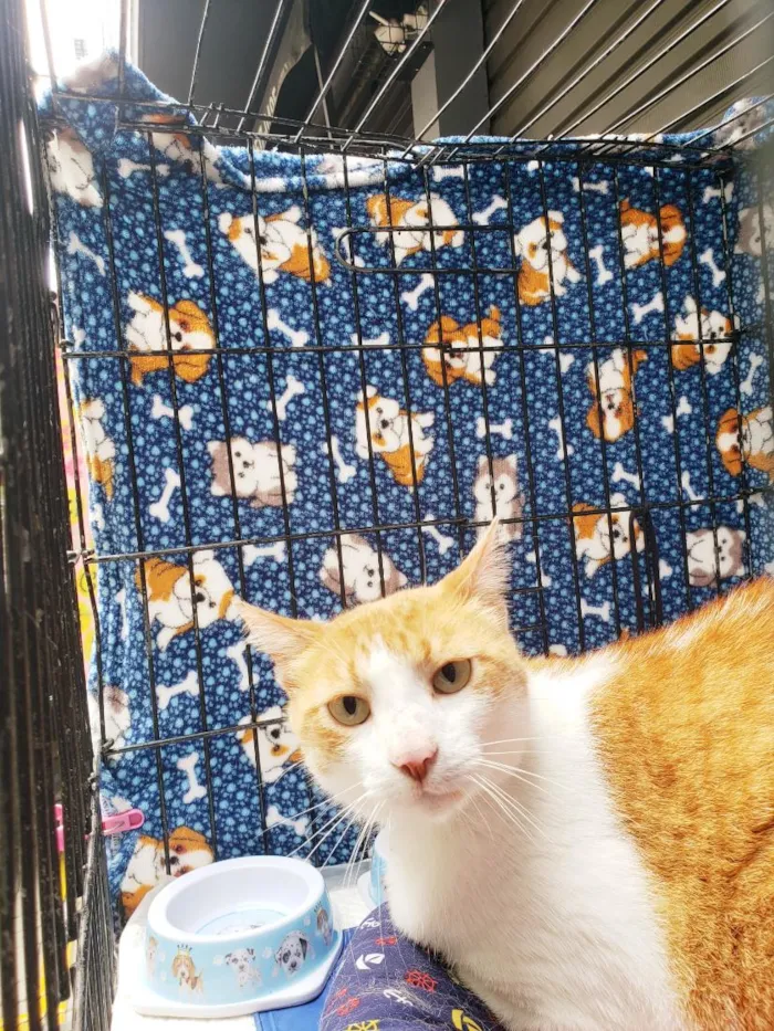 Gato raça SRD-ViraLata idade 4 anos nome Sebastian