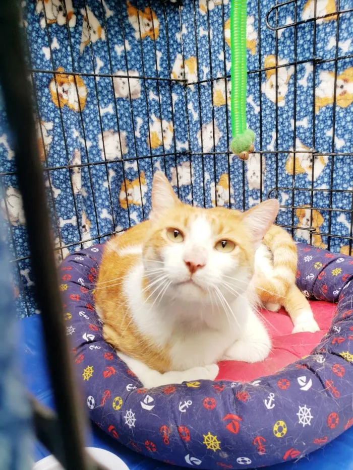 Gato raça SRD-ViraLata idade 4 anos nome Sebastian