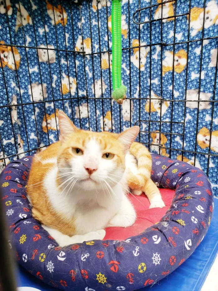 Gato raça SRD-ViraLata idade 4 anos nome Sebastian