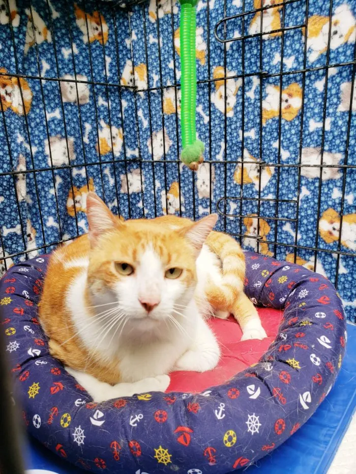 Gato raça SRD-ViraLata idade 4 anos nome Sebastian
