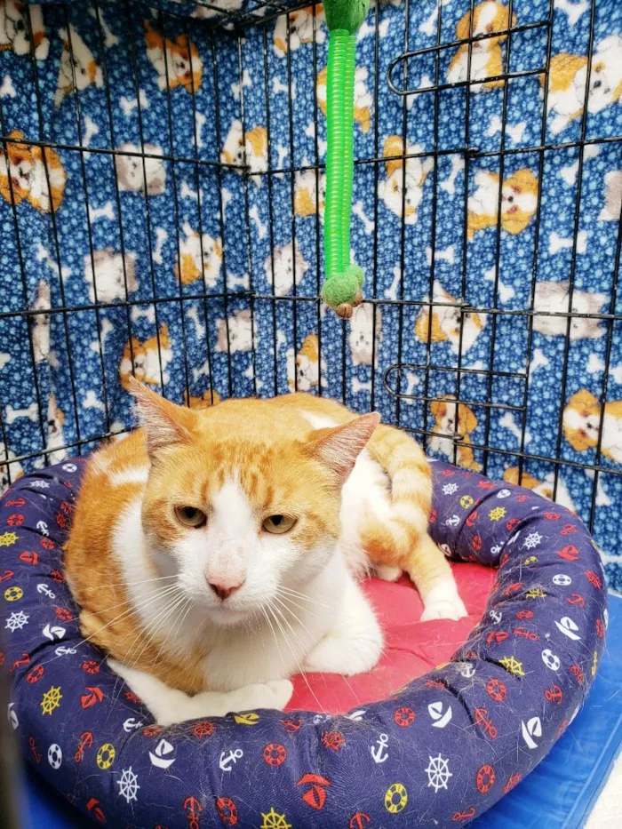 Gato raça SRD-ViraLata idade 4 anos nome Sebastian