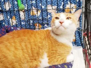 Gato raça SRD-ViraLata idade 4 anos nome Sebastian