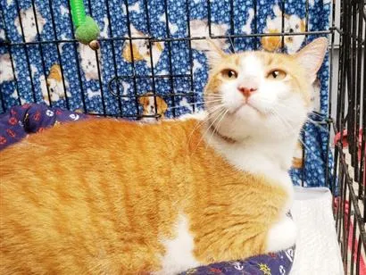 Gato raça SRD-ViraLata idade 4 anos nome Sebastian