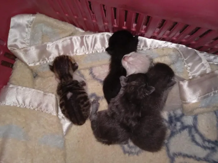 Gato raça SRD-ViraLata idade Abaixo de 2 meses nome n tem nome 