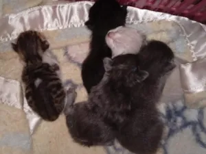 Gato raça SRD-ViraLata idade Abaixo de 2 meses nome n tem nome 