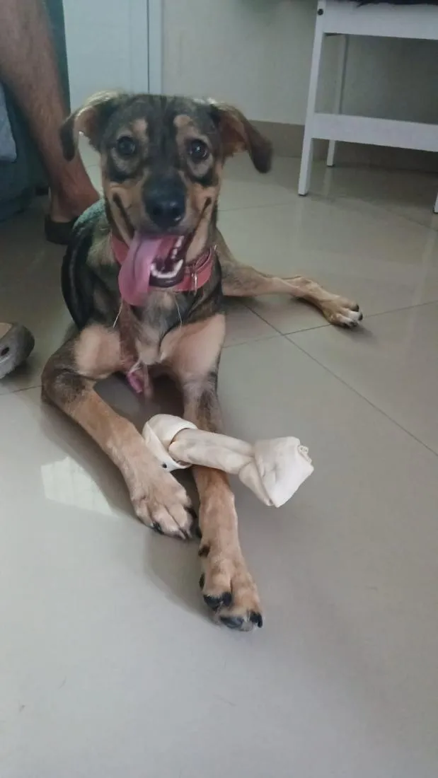 Cachorro raça SRD-ViraLata idade 1 ano nome Summer