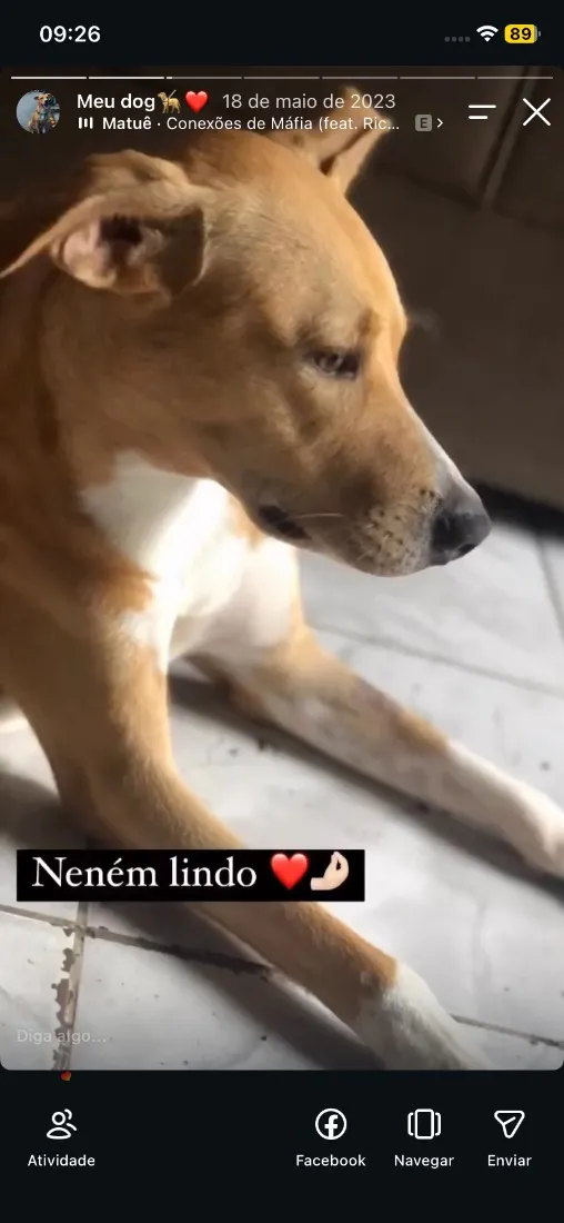 Cachorro raça SRD-ViraLata idade 3 anos nome Thor