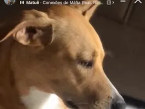 Cachorro raça SRD-ViraLata idade 3 anos nome Thor