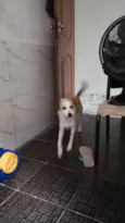 Simba