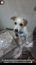 Simba