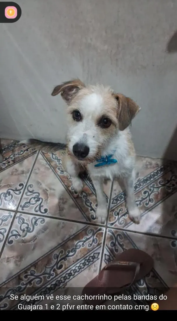Cachorro raça SRD-ViraLata idade 2 anos nome Simba