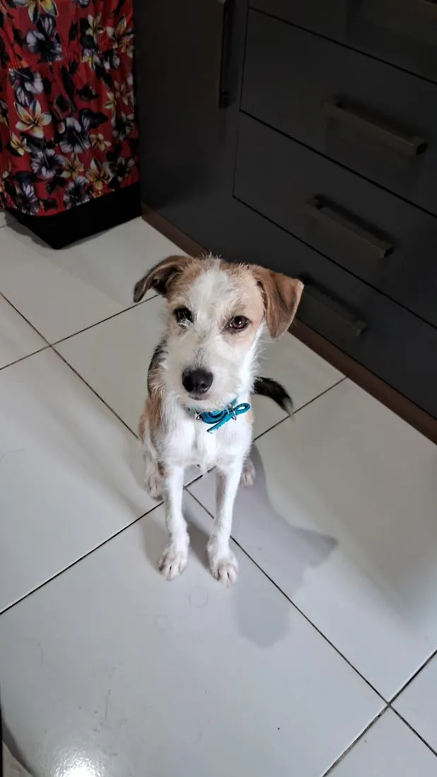 Cachorro raça SRD-ViraLata idade 2 anos nome Simba