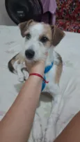 Simba