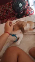 Simba