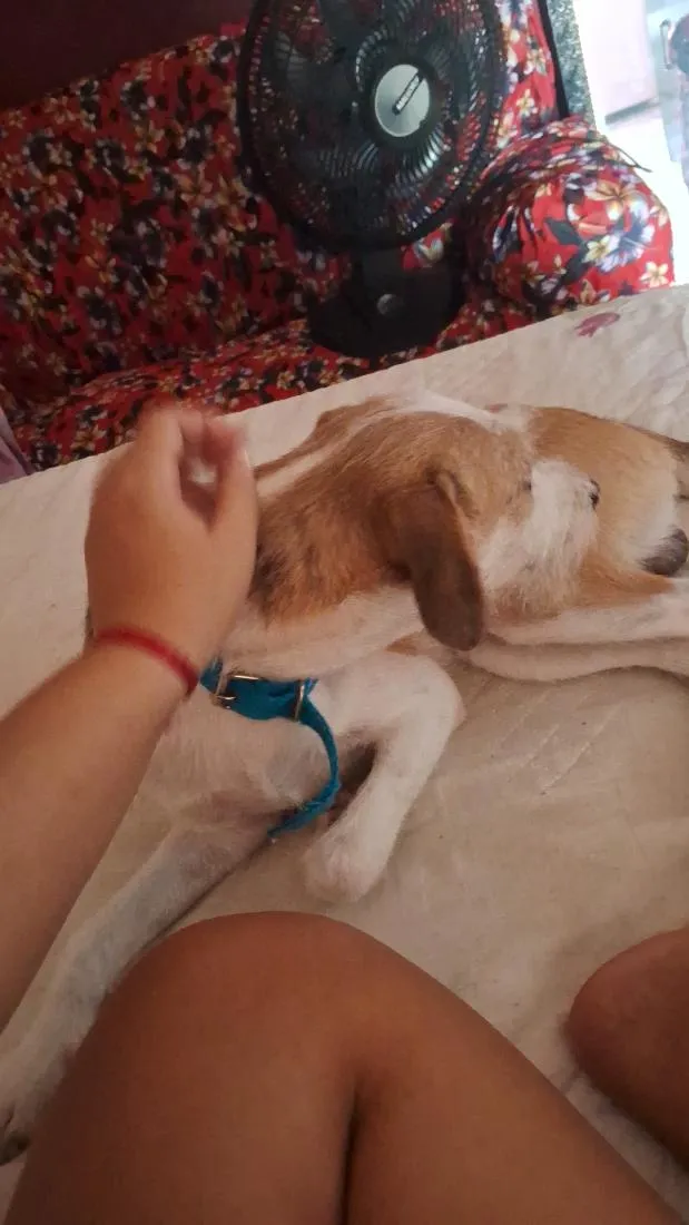 Cachorro raça SRD-ViraLata idade 2 anos nome Simba