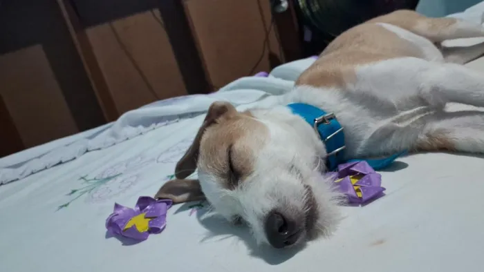 Cachorro raça SRD-ViraLata idade 2 anos nome Simba