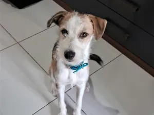 Cachorro raça SRD-ViraLata idade 2 anos nome Simba