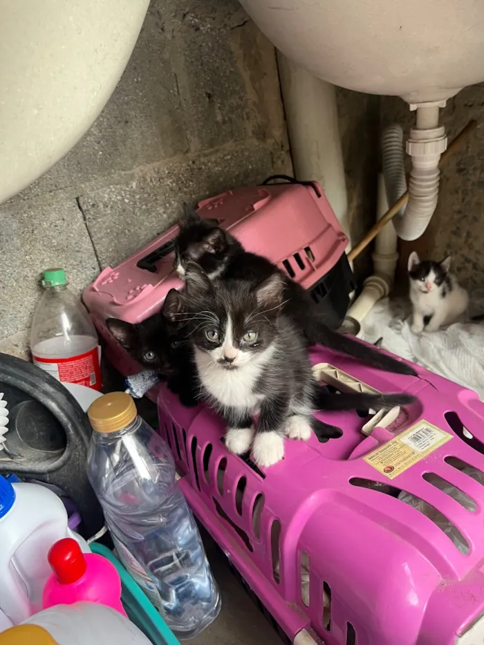 Gato raça Persa idade 2 a 6 meses nome Não tem nome 