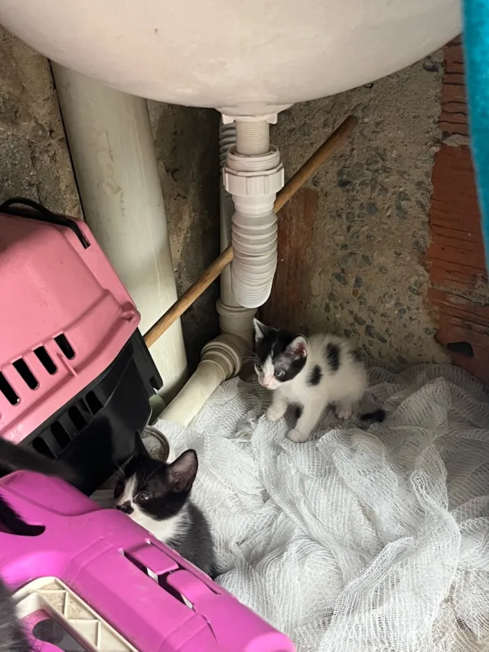 Gato raça Persa idade 2 a 6 meses nome Não tem nome 