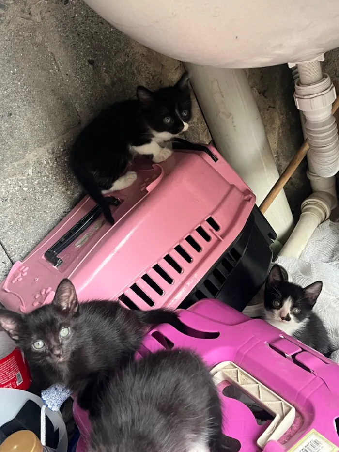 Gato raça Persa idade 2 a 6 meses nome Não tem nome 